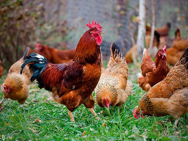 Породы куриц | ЗооТом - продажа, вязка и услуги для животных в Братске