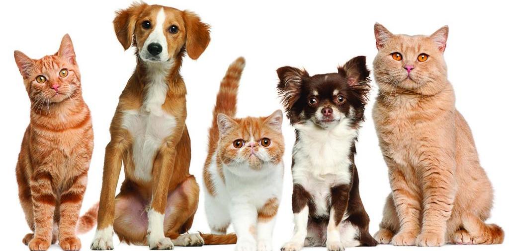 Доска объявлений о животных | ЗооТом - продажа, вязка и услуги для животных в Братске