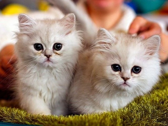 Породы кошек в Братске | ЗооТом портал о животных