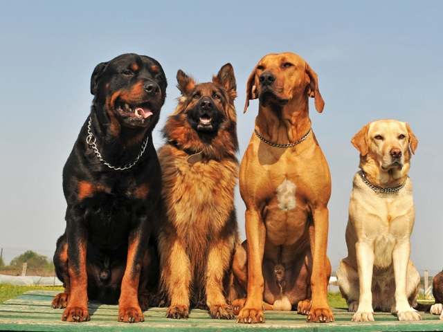 Крупные породы собак в Братске | ЗооТом портал о животных